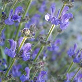Platinum Sage
